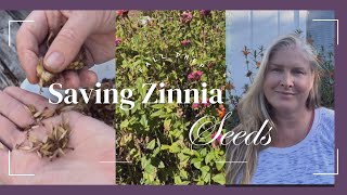 Saving Zinnia Seeds and Bringing Cuttings inside for the winter [upl. by Magena]