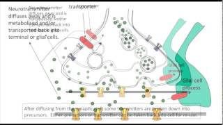 Synaptic Transmission Prof James Deuchars and Dr Sue Deuchars [upl. by Cozmo]