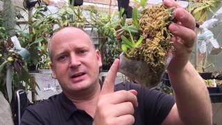 THE FUNNY WAYS I GROW ORCHIDS THE MOUNTS THE POTS AND BAGS 1080p [upl. by Eciram]