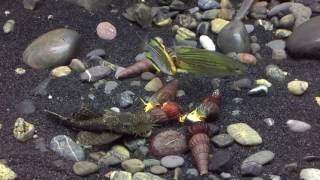 Melanotaenia maccullochi Skull Creek spawning stripe [upl. by Anazus536]