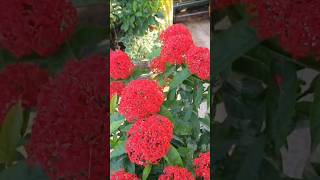 Ixora beautyterracegardening [upl. by Llebpmac]