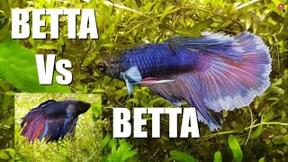 2 MALE BETTAS in the SAME TANK  Watch This  Part 1 [upl. by Hirschfeld902]