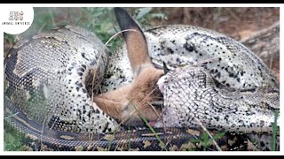 Top 15 Moments When Huge Snakes Eat Their Prey That Will Make You Cringe [upl. by Rola38]