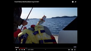 Food Fishery Newfoundland Aug 23 2021 [upl. by Oderfigis]