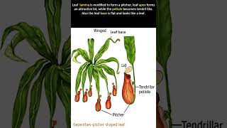 Pitcher Plant Nepenthes [upl. by Augusta]