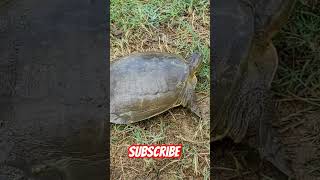 Turtle tortoise goldenturtle turtle greenturtle amazingfacts animals turtleisland fishing [upl. by Airetnohs]