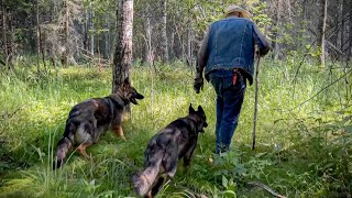 German Shepherds Explore the Woods with a Bush Man [upl. by Nuawad151]