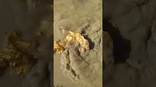 This mud river holds gold nuggets goldhunter golddiscovery [upl. by Ardnwahs307]