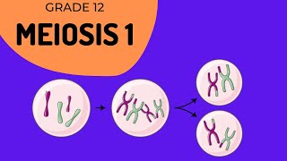 Meiosis 1  Crossing over and Phase identification [upl. by Fionna]