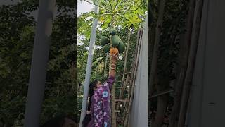 Papaya బొప్పాయి harvesting cutting papaya mygarden gardening harvesting shortvideo ytshorts [upl. by Dill]