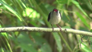 Ilicura militaris  Tangarazinho  Pintailed Manakin [upl. by Akirea]