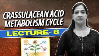 8Crassulacean Acid Metabolism CyclePhotorespirationPhotosynthesis in Higher PlantslNEETlClass11 [upl. by Enined73]