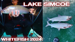 Lake Simcoe Whitefish Kempenfelt Bay  Gear and Technique Breakdown  Ice Fishing 2024 [upl. by Anauqat]