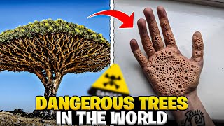 Shocking killer Trees You Must not touch [upl. by Welbie]