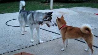 Shiba Inu  Dog Aggression [upl. by Filomena]