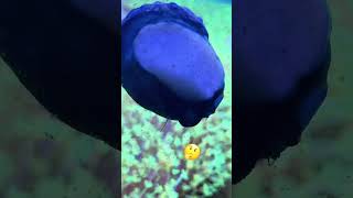 The WEIRDEST little creatures in my REEF TANK [upl. by Tran]