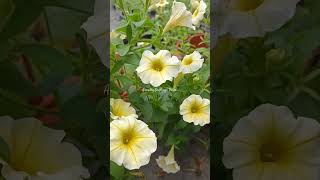 Petchoa Caliburst petunia trending flower nature kerala gardening [upl. by Granny]