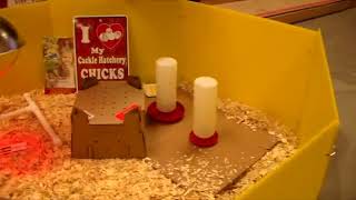 How to set up a chicken brooder for baby chicks [upl. by Peursem447]