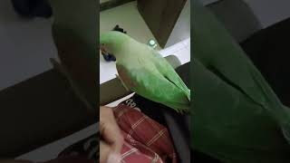 Parrot talking training alam talkingparrotscareandroutine videoviralvideo [upl. by Hameerak]