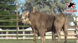 BUEN JARIPEO en THE DALLES OREGON 1080p HD [upl. by Nahraf]