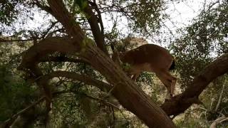 An ibex climbing tree at Ein Gedi oasis [upl. by Pallaten]