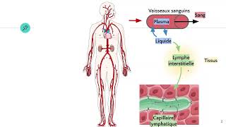 🔴 LEXPLICATION LA PLUS CLAIRE DU SYSTEME LYMPHATIQUE   DR ASTUCE [upl. by Longwood]