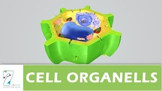 CELL ORGANELLS PART 02 [upl. by Sibell]