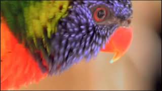 Wondeful Animal NATURE Videos [upl. by Nerrol272]