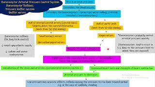 Baroreceptor reflex chapter 18 part 6 Guyton and Hall Physiology [upl. by Ahsial]