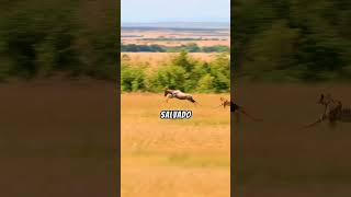 Guepardo vs cebras 😱 animales animalessalvajes animals wildlife salvaje mundoanimal [upl. by Nanon943]