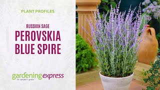 Perovskia Blue Spire  Russian Sage [upl. by Duomham304]