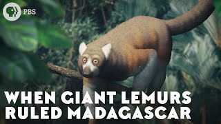 When Giant Lemurs Ruled Madagascar [upl. by Innavoig]