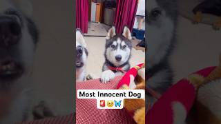 Cutest dog in the world 🚨😭 shorts dog husky trendingsongs [upl. by Yzdnil581]