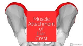 Muscle Attachment of Iliac Crest [upl. by Saleem]