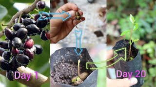 How to grow black plum plant from seeds Easyest method of Propogate jamun plant from seedsgardening [upl. by Ajup]