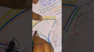 superior sagittal sinus । arachnoid granulation। head amp neck anatomy। folds of dura materclass [upl. by Bodrogi149]