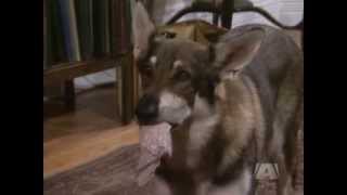 The Littlest Hobo Season 4 Episode 13 The Loneliest Day Of The Week [upl. by Conrade119]