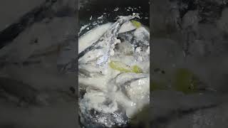 Pinaksiw na Tambakol bago nilagyan ng gata fishdish gata coconutmilk [upl. by Yerdua]