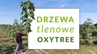 Poznaj Oxytree🌳 Szybko rosnące drzewo tlenowe [upl. by Asselim]