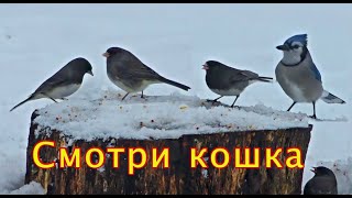 Голодные птицы Птицы для кошек [upl. by Brag]