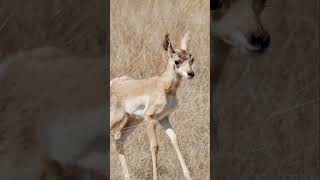 Pronghorn Antelope fawn looking for his momma doe baby nature animal wildlife lost orphan [upl. by Aklam470]