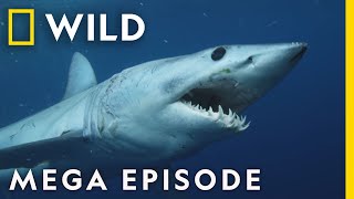 When Sharks Attack  Season 8 Mega Episodes Compilation  Nat Geo Wild [upl. by Immas]