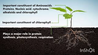 Nitrogen in plantsMineral nutrients [upl. by D'Arcy]