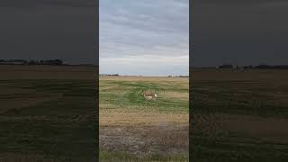 Pronghorn antelope [upl. by Tiphane651]