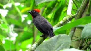 ENDEMIC Sooty Ant Tanager Habia gutturalis Cerulean Warbler reserve Bogota Birding [upl. by Azpurua]