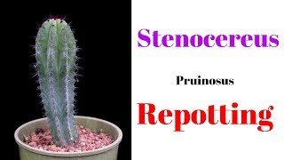 Stenocereus Pruinosus Repotting  Cactus Repotting [upl. by Mehta371]