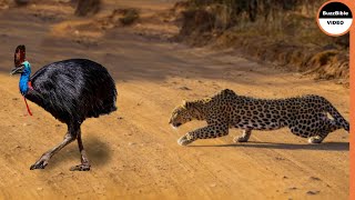 Giant Cassowary Face To Face With Leopard [upl. by Anahcra438]