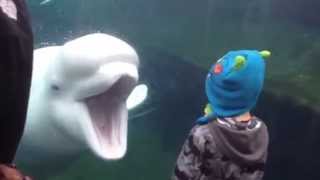 Kid scared of Beluga Whale [upl. by Hsuk11]