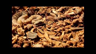 Acanthophis woolfi Teaser Caudal luring [upl. by Ryle698]