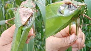 Meet the Borneo Katydid A 25 cm Wonder with a Stridulating Secret [upl. by Wachter]